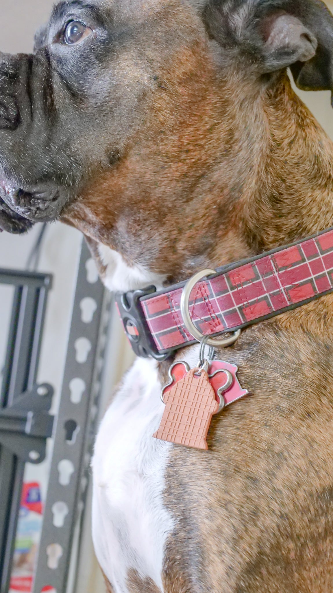 Pet Collar Cutters image 5