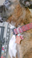 Pet Collar Cutters image 5